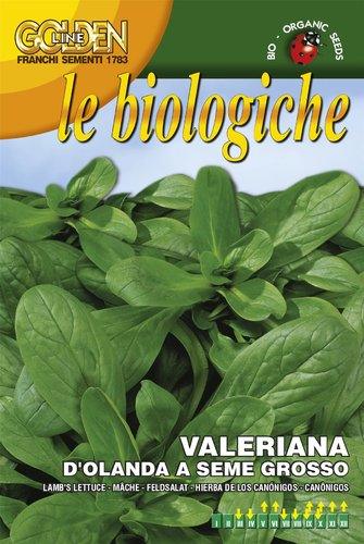 VALERIANA D'OLANDA - Brico SA