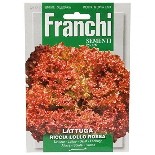 LATTUGA LOLLO ROSSA - Brico SA