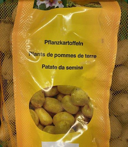 PATATE SEMINA 5KG BINTJE BIANCA S.PR - Brico SA